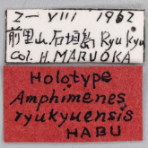Amphimenes ryukyuensis Habu, 1964 Amphimenes ryukyuensis Habu, 1964