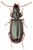 Anomotarus (Anomotarus) illawarrae (W.J.Macleay, 1873)