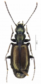 Apristus poussereaui Giachino & Allegro, 2015 Apristus poussereaui Giachino & Allegro, 2015
