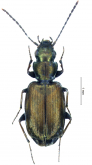 Apristus subtransparens Motschulsky, 1861 Apristus subtransparens Motschulsky, 1861