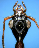 Archicolliuris bimaculata nipponica Habu, 1963: 174 Archicolliuris bimaculata nipponica Habu, 1963: 174
