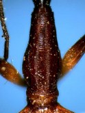 Archicolliuris bimaculata nipponica Habu, 1963: 174 Archicolliuris bimaculata nipponica Habu, 1963: 174