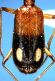 Archicolliuris bimaculata nipponica Habu, 1963: 174 Archicolliuris bimaculata nipponica Habu, 1963: 174