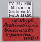 Archicolliuris bimaculata nipponica Habu, 1963: 174 Archicolliuris bimaculata nipponica Habu, 1963: 174