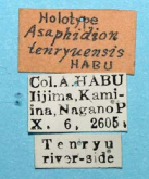 Asaphidion tenryuense tenryuense Habu, 1954 (Label) Asaphidion tenryuense tenryuense Habu, 1954 (Label)