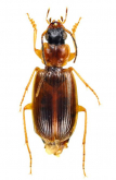 Badister (Baudia) nigriceps A. Morawitz, 1863: 36
