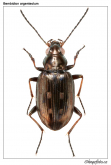 Bembidion (Bracteon) argenteolum Ahrens, 1812 Bembidion (Bracteon) argenteolum Ahrens, 1812