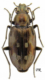 Bembidion (Bracteon) conicolle Motschulsky, 1844: 273 Bembidion (Bracteon) conicolle Motschulsky, 1844: 273
