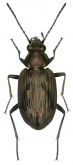 Bembidion (Bracteon) litorale (Olivier, 1790) Bembidion (Bracteon) litorale (Olivier, 1790)