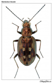 Bembidion (Bracteon) litorale (Olivier, 1790) Bembidion (Bracteon) litorale (Olivier, 1790)