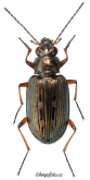 Bembidion (Bracteon) velox (Linne, 1761) Bembidion (Bracteon) velox (Linne, 1761)