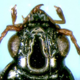 Bembidion (INCERTAE) ehikoense Habu, 1984 Bembidion (INCERTAE) ehikoense Habu, 1984