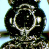 Bembidion (INCERTAE) ehikoense Habu, 1984 Bembidion (INCERTAE) ehikoense Habu, 1984