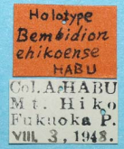 Bembidion (INCERTAE) ehikoense Habu, 1984 (Label) Bembidion (INCERTAE) ehikoense Habu, 1984 (Label)