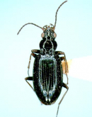 Bembidion (INCERTAE) umeyai Habu, 1959 Bembidion (INCERTAE) umeyai Habu, 1959