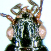 Bembidion (INCERTAE) umeyai Habu, 1959 Bembidion (INCERTAE) umeyai Habu, 1959