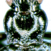Bembidion (INCERTAE) umeyai Habu, 1959 Bembidion (INCERTAE) umeyai Habu, 1959