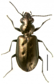 Bembidion (Notholopha) sexfoveatum Germain, 1906