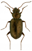 Bembidion (Ochthedromus) americanum Dejean, 1831 Bembidion (Ochthedromus) americanum Dejean, 1831