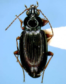 Bembidion (Asioperyphus) gotoense Habu, 1973 Bembidion (Asioperyphus) gotoense Habu, 1973