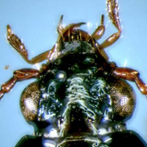 Bembidion (Asioperyphus) gotoense Habu, 1973 Bembidion (Asioperyphus) gotoense Habu, 1973