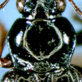 Bembidion (Asioperyphus) gotoense Habu, 1973 Bembidion (Asioperyphus) gotoense Habu, 1973