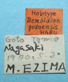 Bembidion (Asioperyphus) gotoense Habu, 1973 (Label) Bembidion (Asioperyphus) gotoense Habu, 1973 (Label)