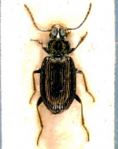 Bembidion (Plataphodes) fujiyamai Habu, 1958 Bembidion (Plataphodes) fujiyamai Habu, 1958
