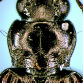 Bembidion (Plataphodes) tetraporum kurokawense Habu & Baba, 1958 Bembidion (Plataphodes) tetraporum kurokawense Habu & Baba, 1958