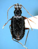 Bembidion (Trichoplataphus) inaense Habu, 1956 Bembidion (Trichoplataphus) inaense Habu, 1956