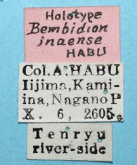 Bembidion (Trichoplataphus) inaense Habu, 1956 (Label) Bembidion (Trichoplataphus) inaense Habu, 1956 (Label)