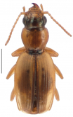 Bembidion (Zecillenus) waimarama Larochelle & Larivière, 2015