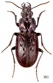 Blethisa quadricollis Haldeman, 1847 Blethisa quadricollis Haldeman, 1847