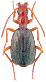Brachinus (Brachinoaptinus) boeticus Rambur, 1837 Brachinus (Brachinoaptinus) boeticus Rambur, 1837