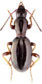 Broscosoma baldense Rosenhauer, 1846: 4 Broscosoma baldense Rosenhauer, 1846: 4