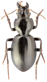 Broscus glaber Brulle, 1836 Broscus glaber Brulle, 1836