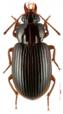 Caelostomus (Caelostomus) picipes (W.S.Macleay, 1825) Caelostomus (Caelostomus) picipes (W.S.Macleay, 1825)