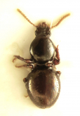 Caledyschirius monteithi Bulirsch, 2010 Caledyschirius monteithi Bulirsch, 2010