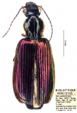 Calleida (Calleida) marginithorax Casale, 2021