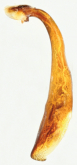 Calomera aphrodisia panormitana (Ragusa, 1906)