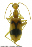Calophaena costaricensis Liebke, 1930