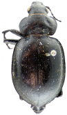 Calosoma (Callistenia) latipennis Horn, 1870: 70