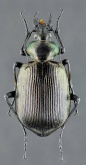Calosoma (Calosoma) sycophanta Linne, 1758