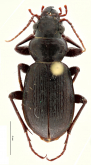 Calosoma (Castrida) leleuporum (Basilewsky, 1968)