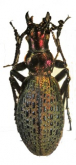 Carabus (Acoptolabrus) mirabilissimus igniferescens Deuve, 1992