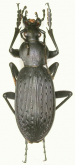 Carabus (Apotomopterus) guangxicus Deuve, 1989