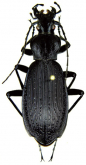 Carabus (Apotomopterus) yunanensis planielongatus Rapuzzi, 2020