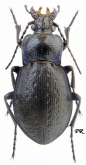 Carabus (Archicarabus) victor victor Fischer, 1836 Carabus (Archicarabus) victor victor Fischer, 1836