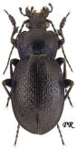 Carabus (Archicarabus) victor wiedemanni Menetries, 1836 Carabus (Archicarabus) victor wiedemanni Menetries, 1836