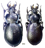 Carabus (Archicarabus) wiedemanni pseudorugosus Machard, 1994